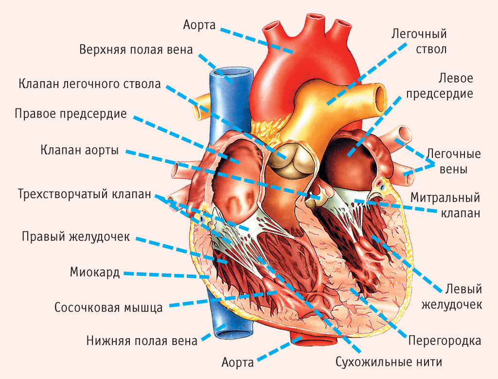Анатомическое строение сердца